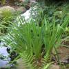 Laughing Lion Japanese Iris